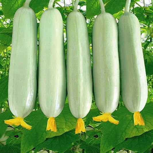 Cucumber F1 White Long Vegetable Seeds