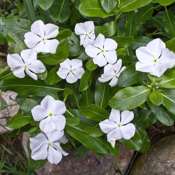Vinca F1 Trailing White Summer Flower Seeds