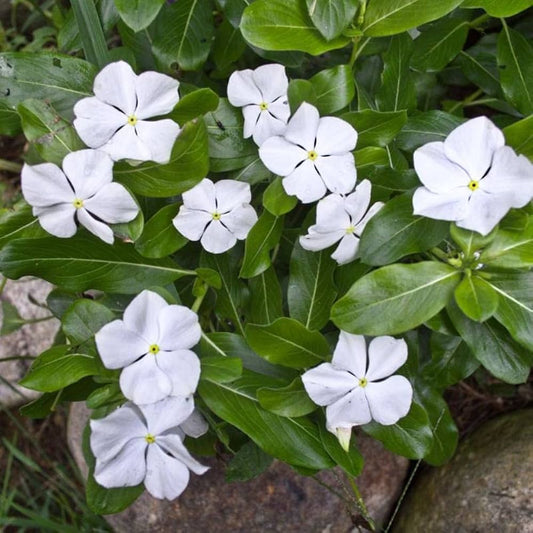 Vinca F1 Trailing White Summer Flower Seeds