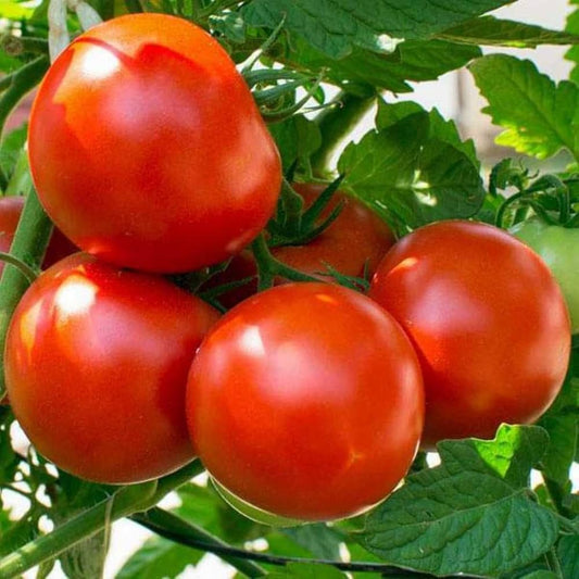 Tomato Heirloom UC-82 Vegetable Seeds