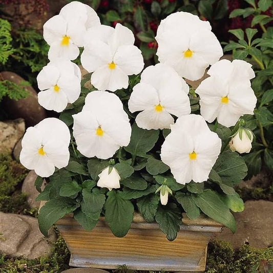 Pansy Mont Blanc White Winter Flower Seeds