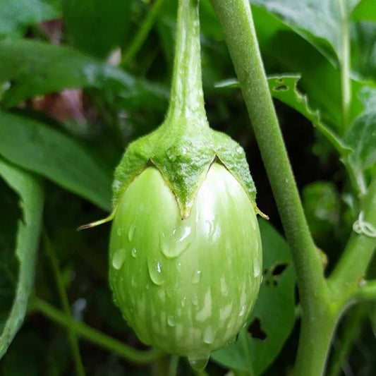 Brinjal-Eggplant MW VTY Green Somnath Vegetable Seeds