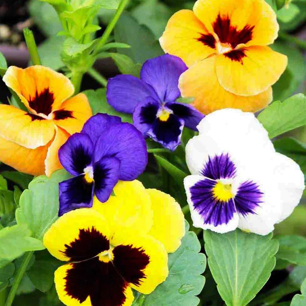 Pansy Blotch Mixed Flower Seeds