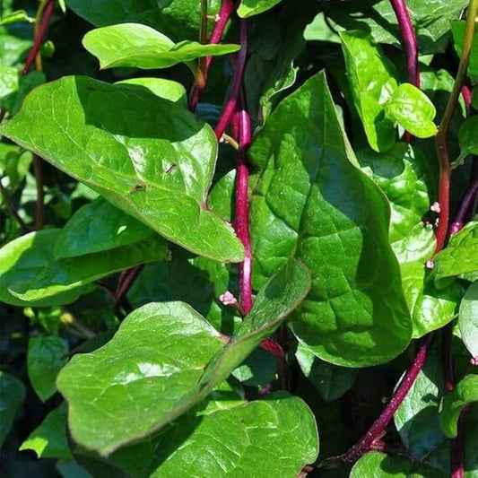 Palak Kantewali - Premium Leafy Vegetable Seeds for Healthy Gardening
