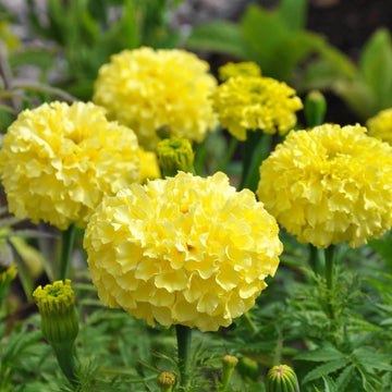 MARIGOLD F1 Inca Yellow Winter Flower Seeds
