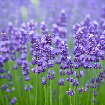 Lavender Imported Microgreens Seeds