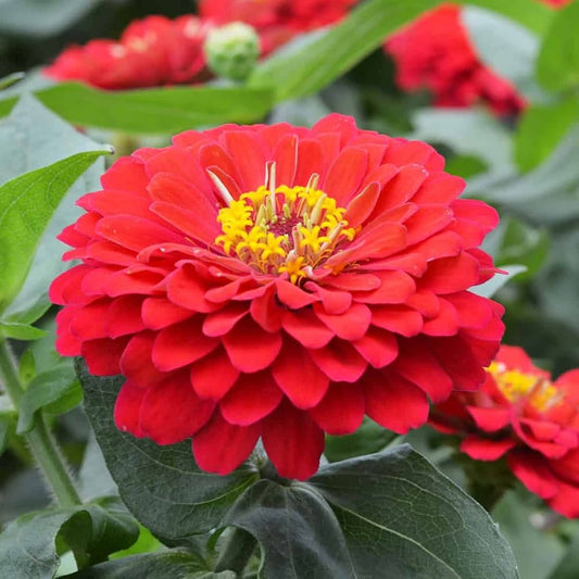 Zinnia F1 Elegans Red Summer Flower Seeds