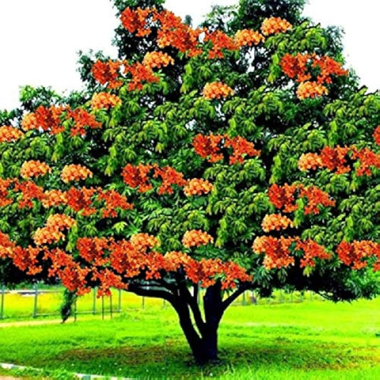 Ashok Tree  Herb Seeds