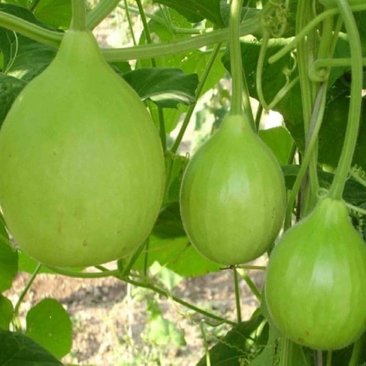 Bottlegourd F1 Latt-Bulb Shape Vegetable Seeds