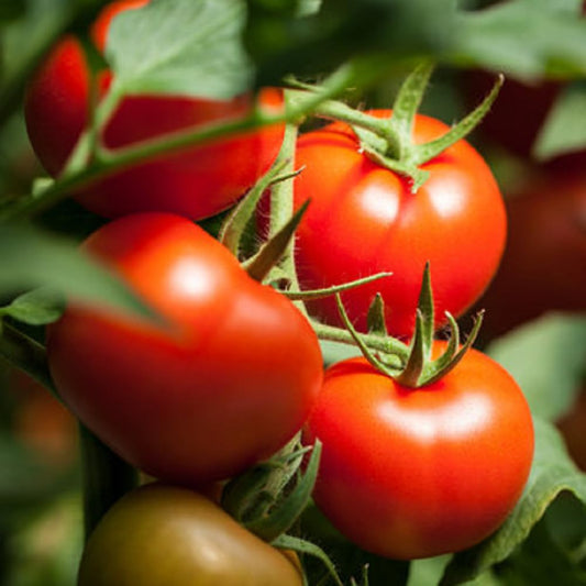 Tomato Ananya 92 Hybrid Vegetable Seeds