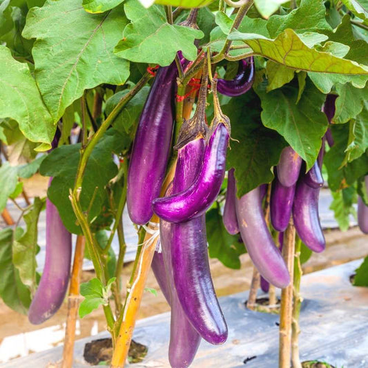 Light Purple Long Brinjal Organic Vegetable Seeds