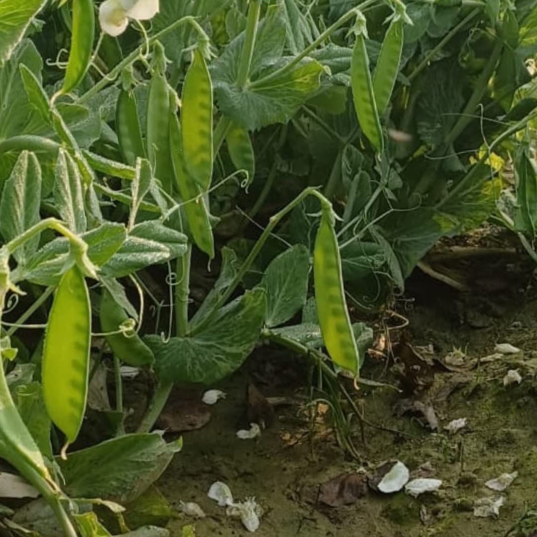 Imported Sugar Peas & Snow Peas – Fresh, Crisp, and Healthy Exotic Vegetable Seeds