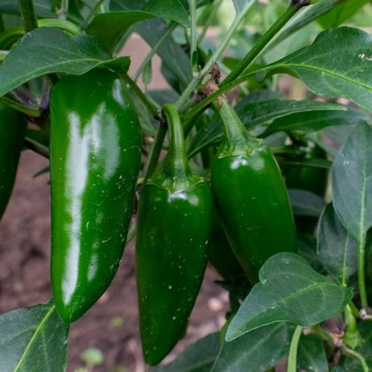 Jalapeno M Bullet Chilli Vegetable Seeds