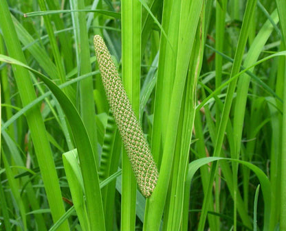 Acorus Calamus Herb Seeds