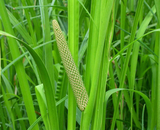 Acorus Calamus Herb Seeds