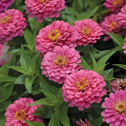 Zinnia F1 Elegans Pink Summer Flower Seeds