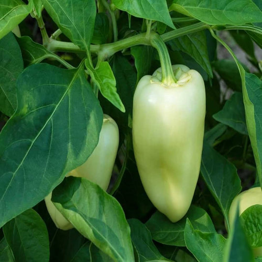 Capsicum Bell Pepper White Exotic Vegetable Seeds