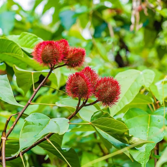 Annatto Seeds for Natural Dye Herb Seeds