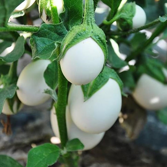 Brinjal F1 Aveo Round Eggplant Seeds