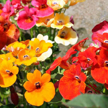Nemesia Carnival Mixed Winter Flower Seeds