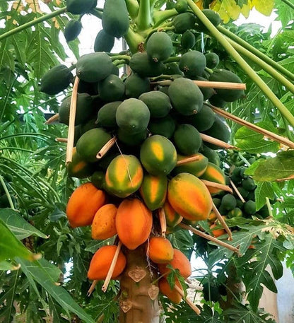 Papaya Seeds for Planting – Tropical Fruit Seeds
