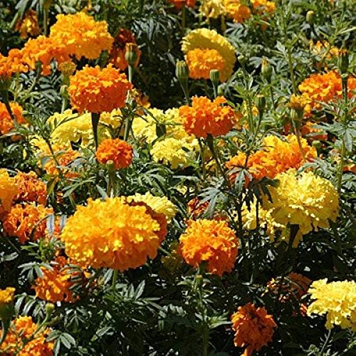 Marigold Rodeo Royal Mixed Winter Flower Seeds