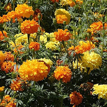 Marigold Rodeo Royal Mixed Winter Flower Seeds