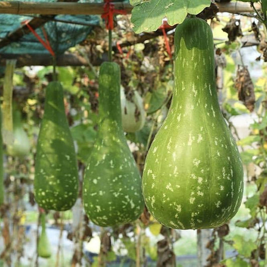 Bottlegourd F1 Rama Vegetable Seeds