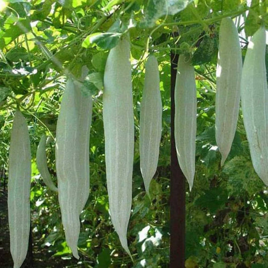 Snack Gourd Long 10 Green Vegetable Seeds