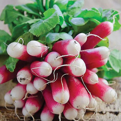 Radish Oval de Munich White Pointed Tip - Premium Fresh Organic Radishes Exotic Vegetable Seeds