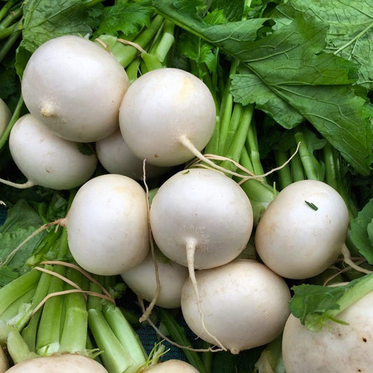 Fresh Round White Radishes – Crisp, Mild & Delicious Exotic Vegetable Seeds