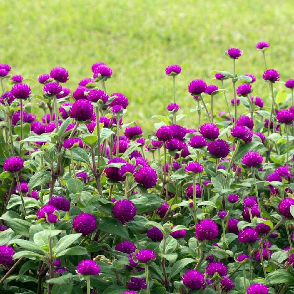 Gomphrena Purple Flower Seeds