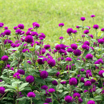 Gomphrena Purple Flower Seeds