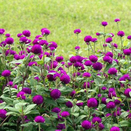 Gomphrena Purple Flower Seeds