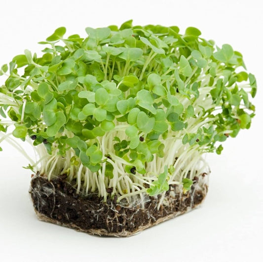 Watercress Imported Herb Seeds