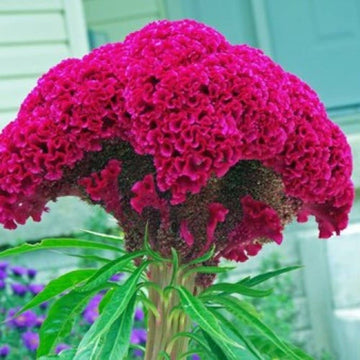 Cockscomb Pink Summer Flower Seeds