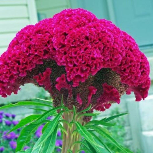 Cockscomb Pink Summer Flower Seeds