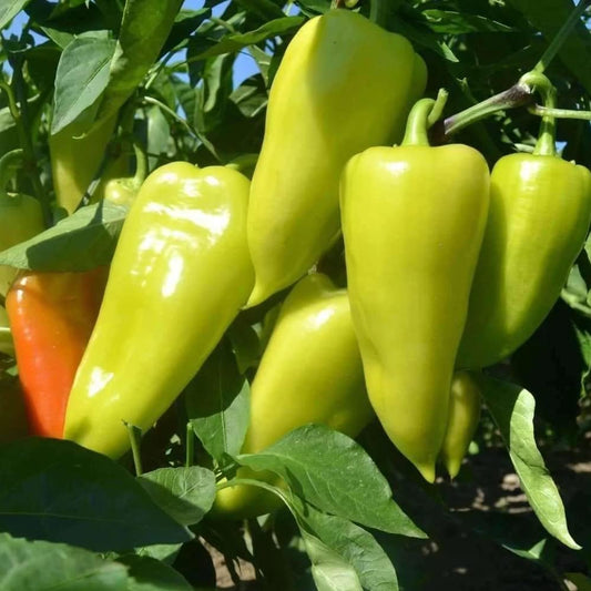 Chilli Pepper Sawia Fe Grande Vegetable Seeds