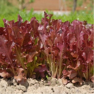 Lettuce Biscia-Salad Bowl Red – Fresh, Vibrant Salad Lettuce for Healthy Meals Exotic Vegetable Seeds