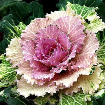 Kale Fringed Leaves Winter Flower Seeds
