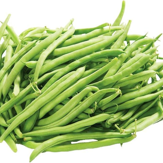 Pericil Beans Nitara Selection Vegetable Seeds
