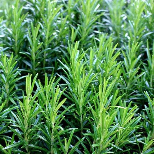 Rosemary Imported Herb Seeds
