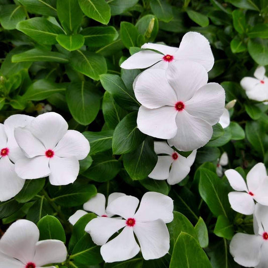 Vinca F1 Nana Little Bright Eyes Summer Flower Seeds