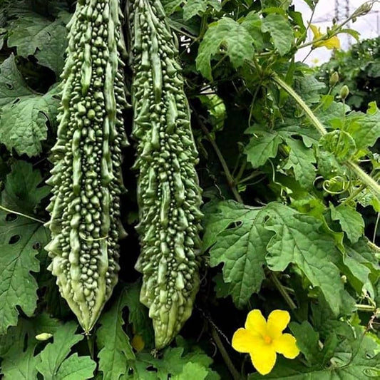 Bittergourd F1 Swastik Vegetable Seeds