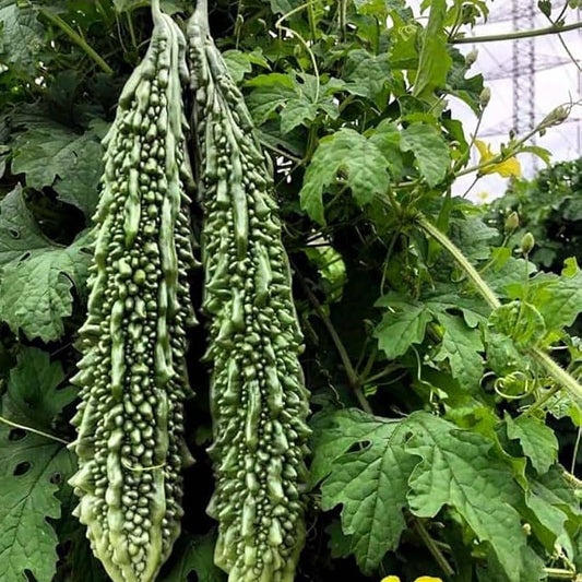 Bittergourd F1 Nastya Vegetable Seeds