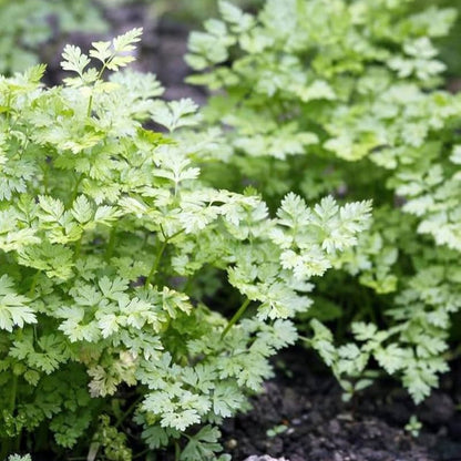 Chervil Imported Herb Seeds
