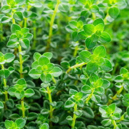 Oregano Imported Herb Seeds