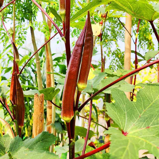 Okra Red Selection Scarlet – Fresh, Vibrant & Flavorful Heirloom Variety Exotic Vegetable Seeds