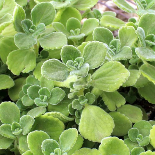 Oregano Imported Herb Seeds