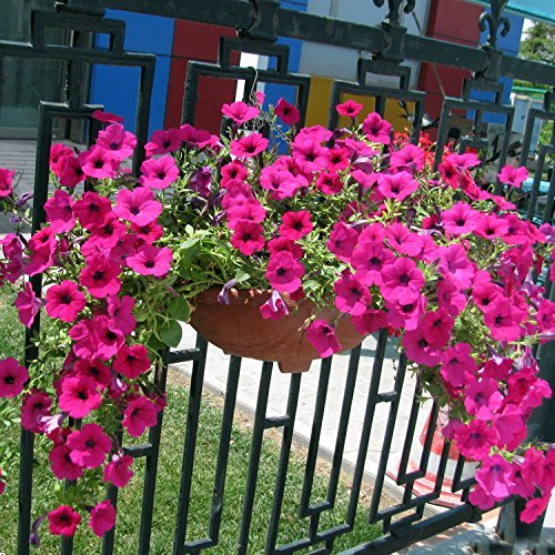 Petunia Grandiflora Pink Flower Seeds